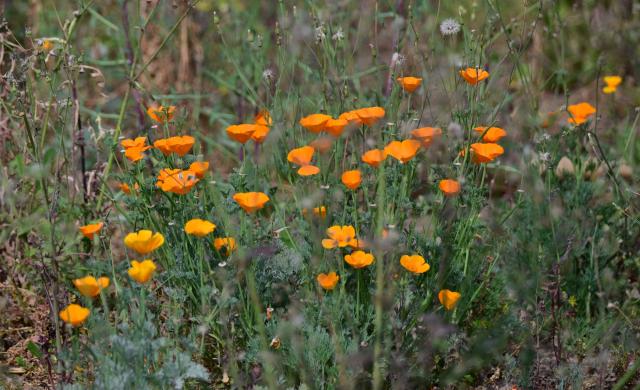 California poppies bloom on the site of Rene Amy’s former home on March 30, 2026, more than a year after it was destroyed in the Eaton Fire in Altadena, California. Over the past few months local resident Rene Amy has sown 250 million poppy seeds across more than 750 empty lots, spending $12,000 of his own money. It is his way of bringing colour to this somber landscape and boosting the spirits of survivors. (Photo by Frederic J. BROWN / AFP)