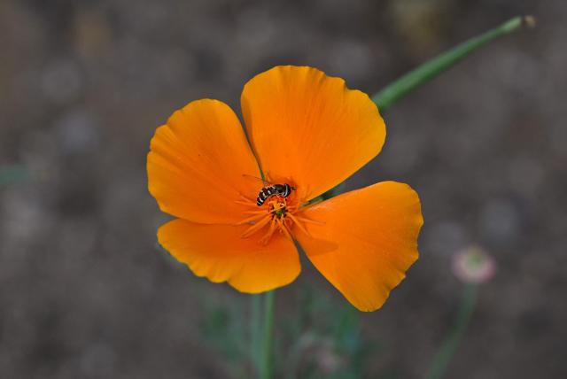 A hoverfly feeds on the pollen of California poppies blooming on the site of Rene Amy’s former home on March 30, 2026, more than a year after it was destroyed in the Eaton Fire in Altadena, California. Over the past few months local resident Rene Amy has sown 250 million poppy seeds across more than 750 empty lots, spending $12,000 of his own money. It is his way of bringing colour to this somber landscape and boosting the spirits of survivors. (Photo by Frederic J. BROWN / AFP)