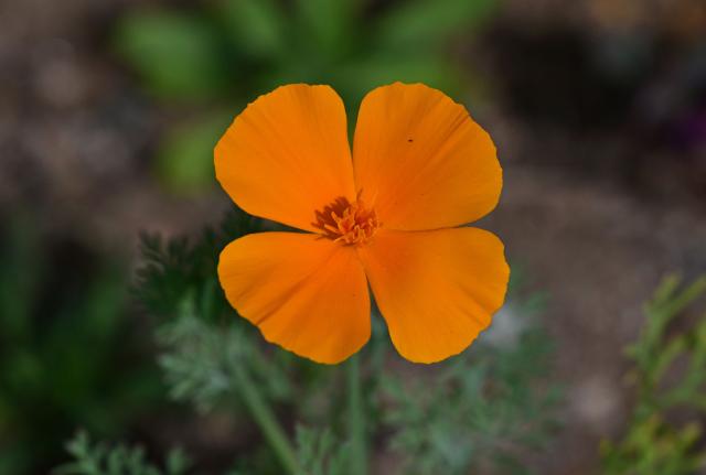 A California poppy blooms on the site of Rene Amy’s former home on March 30, 2026, more than a year after it was destroyed in the Eaton Fire in Altadena, California. Over the past few months local resident Rene Amy has sown 250 million poppy seeds across more than 750 empty lots, spending $12,000 of his own money. It is his way of bringing colour to this somber landscape and boosting the spirits of survivors. (Photo by Frederic J. BROWN / AFP)
