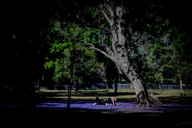 A couple rests on fallen Jacaranda flowers at the Chapultepec Park in Mexico City on April 1, 2026. (Photo by Carl de Souza / AFP)