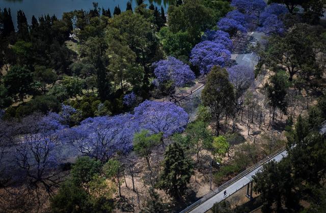 This aerial view shows a man walking past Jacaranda trees at the Chapultepec Park in Mexico City on April 1, 2026. (Photo by Carl de Souza / AFP)