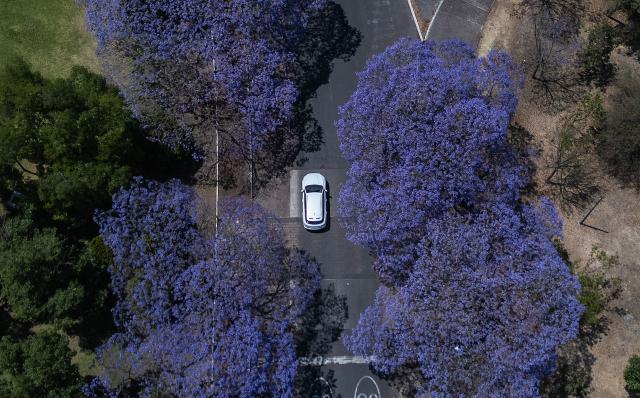 This aerial view shows a car driving past Jacaranda trees at the Chapultepec Park in Mexico City on April 1, 2026. (Photo by Carl de Souza / AFP)