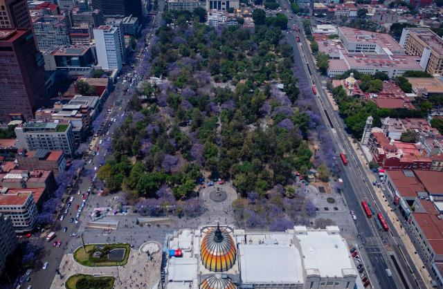 This aerial view shows jacaranda trees behind the Bellas Artes Palace in Mexico City on April 1, 2026. (Photo by Carl de Souza / AFP)