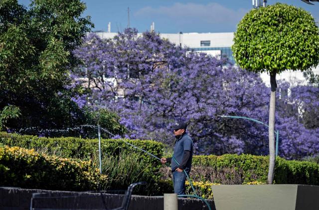 A man waters flowers in front of Jacaranda trees in Mexico City on April 1, 2026. (Photo by Carl de Souza / AFP)