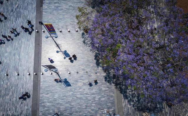 This aerial view shows Jacaranda trees in downtown Mexico City on April 1, 2026. (Photo by Carl de Souza / AFP)