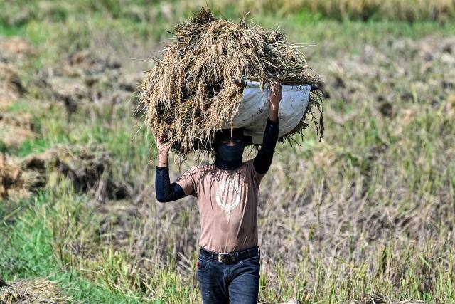 A farmer carries harvested rice at a paddy field in Samahani, Aceh province on April 2, 2026. (Photo by CHAIDEER MAHYUDDIN / AFP)