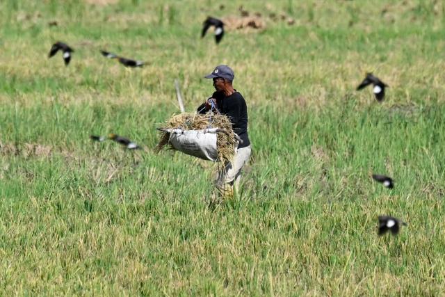 A farmer carries harvested rice at a paddy field in Samahani, Aceh province on April 2, 2026. (Photo by CHAIDEER MAHYUDDIN / AFP)