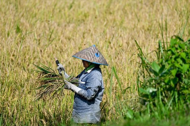 A farmer harvest rice at a paddy field in Samahani, Aceh province on April 2, 2026. (Photo by CHAIDEER MAHYUDDIN / AFP)