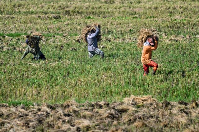 Farmers carry harvested rice at a paddy field in Samahani, Aceh province on April 2, 2026. (Photo by CHAIDEER MAHYUDDIN / AFP)