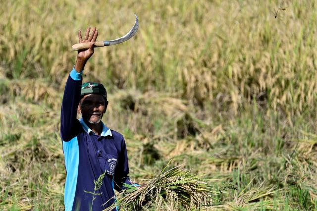 A farmer gestures while harvesting rice at a paddy field in Samahani, Aceh province on April 2, 2026. (Photo by CHAIDEER MAHYUDDIN / AFP)