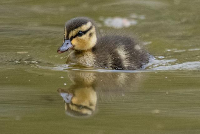 This photograph shows a mallard duckling at the Bois de Vincennes park in eastern Paris, on April 2, 2026. (Photo by Martin LELIEVRE / AFP)
