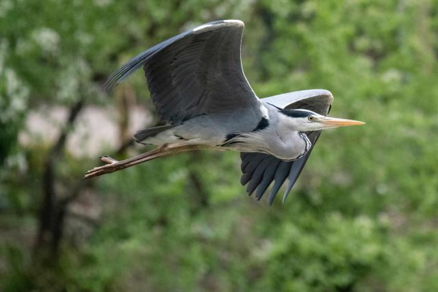 This photograph shows a flying Grey Heron bird at the Bois de Vincennes park in eastern Paris, on April 2, 2026. (Photo by Martin LELIEVRE / AFP)