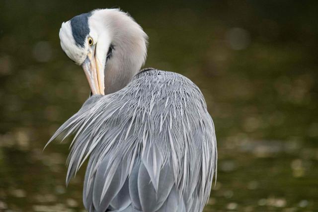 This photograph shows a Grey Heron bird trimming its feathers at the Bois de Vincennes park in eastern Paris, on April 2, 2026. (Photo by Martin LELIEVRE / AFP)