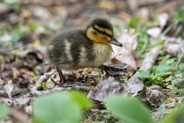 This photograph shows a mallard duckling at the Bois de Vincennes park in eastern Paris, on April 2, 2026. (Photo by Martin LELIEVRE / AFP)