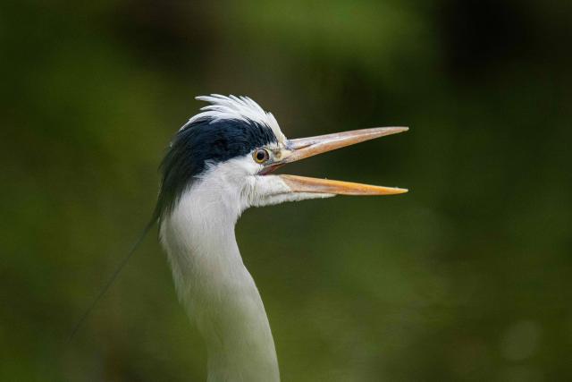 This photograph shows a Grey Heron bird opening its beak at the Bois de Vincennes park in eastern Paris, on April 2, 2026. (Photo by Martin LELIEVRE / AFP)