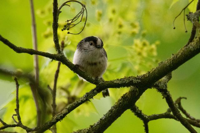 This photograph shows a Long-tailed tit, a passerine bird, at the Bois de Vincennes park in eastern Paris, on April 2, 2026. (Photo by Martin LELIEVRE / AFP)