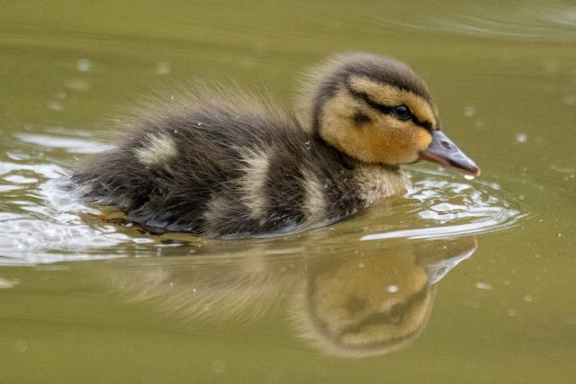 This photograph shows a mallard duckling at the Bois de Vincennes park in eastern Paris, on April 2, 2026. (Photo by Martin LELIEVRE / AFP)