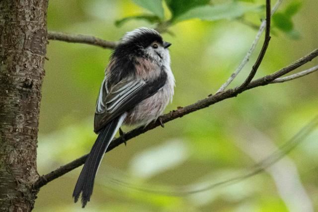 This photograph shows a Long-tailed tit, a passerine bird, at the Bois de Vincennes park in eastern Paris, on April 2, 2026. (Photo by Martin LELIEVRE / AFP)