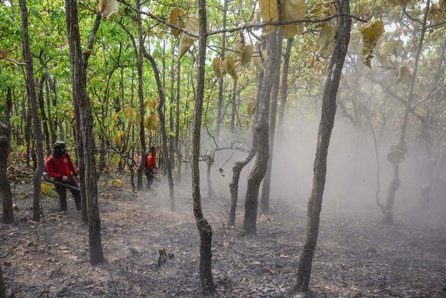 Volunteer firefighters use leaf blowers to create fire breaks in a forest in Pai on April 1, 2026, west of Thailand's second-largest city Chiang Mai. Seasonal agricultural burning, forest fires and weather patterns produce an annual pollution season across much of Southeast Asia. But parts of northern Thailand are seeing haze that even hardened locals say is exceptional. (Photo by ANTHONY WALLACE / AFP) / To go with 'Thailand-Pollution-Environment-Fire-Health' Reportage by Chayanit ITTHIPONGMAETEE