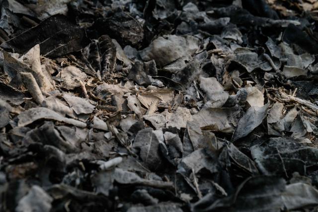 Burnt leaves from a wildfire are seen on the ground in a forest in Pai on April 1, 2026, west of Thailand's second-largest city Chiang Mai. Seasonal agricultural burning, forest fires and weather patterns produce an annual pollution season across much of Southeast Asia. But parts of northern Thailand are seeing haze that even hardened locals say is exceptional. (Photo by ANTHONY WALLACE / AFP) / To go with 'Thailand-Pollution-Environment-Fire-Health' Reportage by Chayanit ITTHIPONGMAETEE