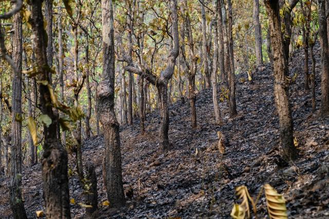 A blackened, ash-strewn stretch of land is seen after a wildfire in a forest in Pai on April 1, 2026, west of Thailand's second-largest city Chiang Mai. Seasonal agricultural burning, forest fires and weather patterns produce an annual pollution season across much of Southeast Asia. But parts of northern Thailand are seeing haze that even hardened locals say is exceptional. (Photo by ANTHONY WALLACE / AFP) / To go with 'Thailand-Pollution-Environment-Fire-Health' Reportage by Chayanit ITTHIPONGMAETEE