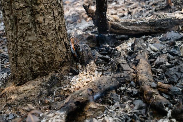 A flame burns at the base of a tree along a blackened, ash-strewn stretch of land in a forest in Pai on April 1, 2026, west of Thailand's second-largest city Chiang Mai. Seasonal agricultural burning, forest fires and weather patterns produce an annual pollution season across much of Southeast Asia. But parts of northern Thailand are seeing haze that even hardened locals say is exceptional. (Photo by ANTHONY WALLACE / AFP) / To go with 'Thailand-Pollution-Environment-Fire-Health' Reportage by Chayanit ITTHIPONGMAETEE