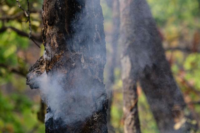 Smoke rises from a tree in a forest in Pai on April 1, 2026, west of Thailand's second-largest city Chiang Mai. Seasonal agricultural burning, forest fires and weather patterns produce an annual pollution season across much of Southeast Asia. But parts of northern Thailand are seeing haze that even hardened locals say is exceptional. (Photo by ANTHONY WALLACE / AFP) / To go with 'Thailand-Pollution-Environment-Fire-Health' Reportage by Chayanit ITTHIPONGMAETEE