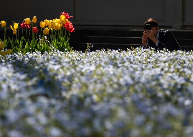 A man takes pictures of flowers in full bloom at Hibiya Park in Tokyo on April 3, 2026. (Photo by ANDREW CABALLERO-REYNOLDS / AFP)