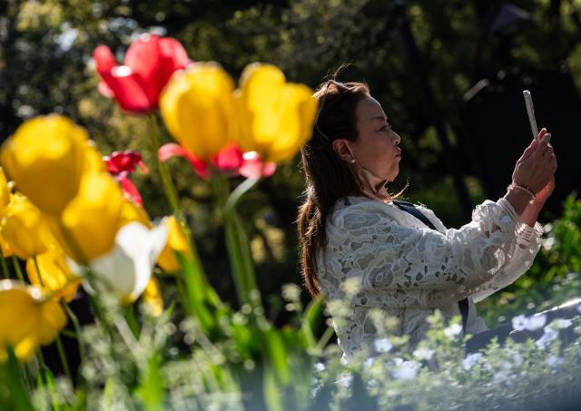 A woman takes a selfie with flowers in full bloom at Hibiya Park in Tokyo on April 3, 2026. (Photo by ANDREW CABALLERO-REYNOLDS / AFP)