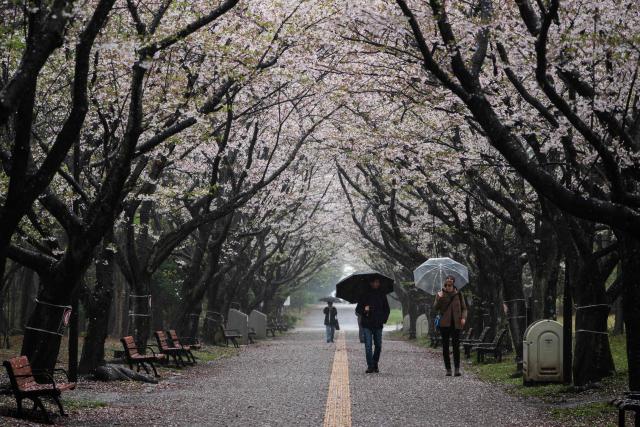 Tourists look at cherry blossom trees during a heavy rain at Kasai Rink park as a large storm moves over Tokyo on April 4, 2026. (Photo by ANDREW CABALLERO-REYNOLDS / AFP)