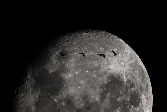 Birds fly past the waning gibbous moon over Buenos Aires on April 4, 2026. (Photo by Luis ROBAYO / AFP)