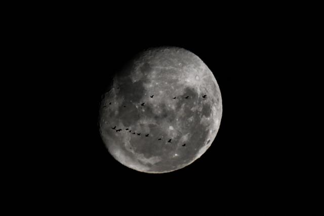 Birds fly past the waning gibbous moon over Buenos Aires on April 4, 2026. (Photo by Luis ROBAYO / AFP)