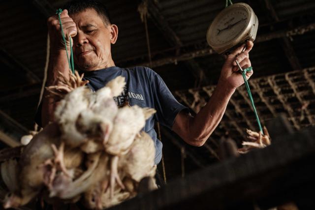 A man carries chickens to be weighed before shipment at a poultry farm in Jakarta on April 4, 2026. (Photo by YASUYOSHI CHIBA / AFP)