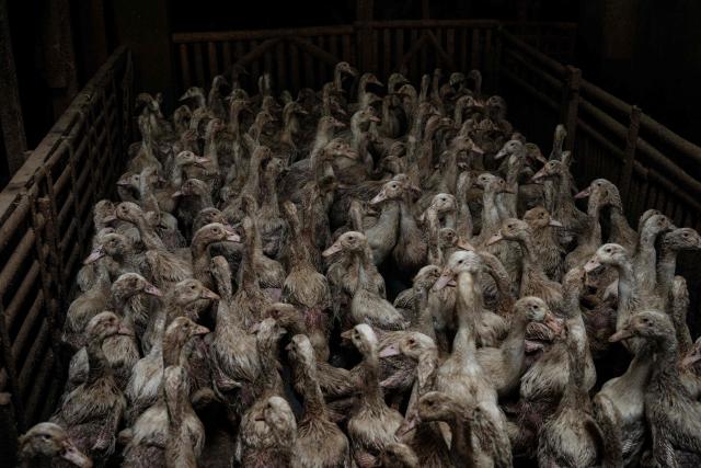 Ducks kept in an enclosure gather at a duck farm in Jakarta on April 4, 2026. (Photo by YASUYOSHI CHIBA / AFP)