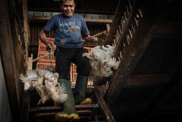 A man carries chickens to be weighed before shipment at a poultry farm in Jakarta on April 4, 2026. (Photo by YASUYOSHI CHIBA / AFP)