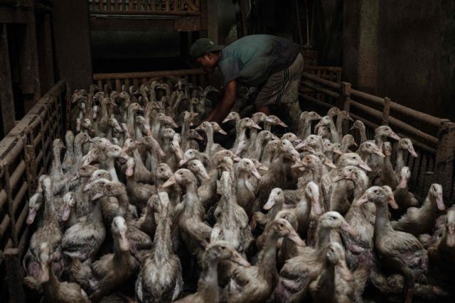 A man places a bucket of water on the ground at a duck farm in Jakarta on April 4, 2026. (Photo by YASUYOSHI CHIBA / AFP)