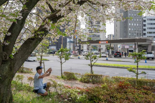 A man takes photographs beneath a cherry blossom tree in front of a gas station in Tokyo on April 6, 2026. (Photo by Yuichi YAMAZAKI / AFP)