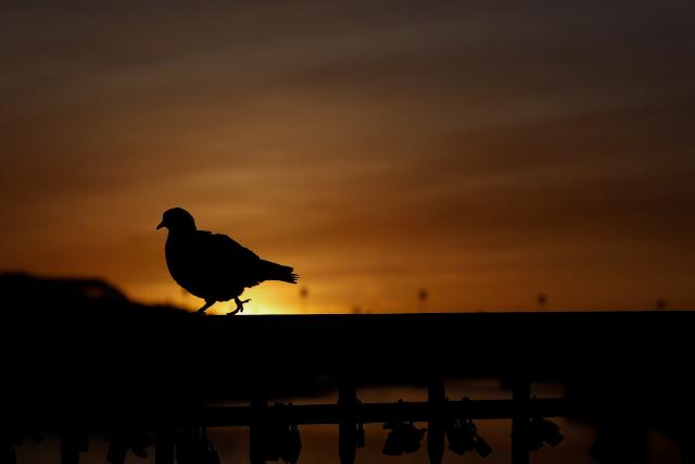 A pigeon walks on the Debilly footbridge over the Seine river at sunrise in Paris, on April 6, 2026. (Photo by Kenzo TRIBOUILLARD / AFP)
