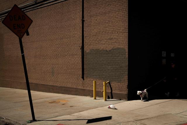 A woman walks her dog in the Brooklyn borough of New York City on April 6, 2026. (Photo by CHARLY TRIBALLEAU / AFP)