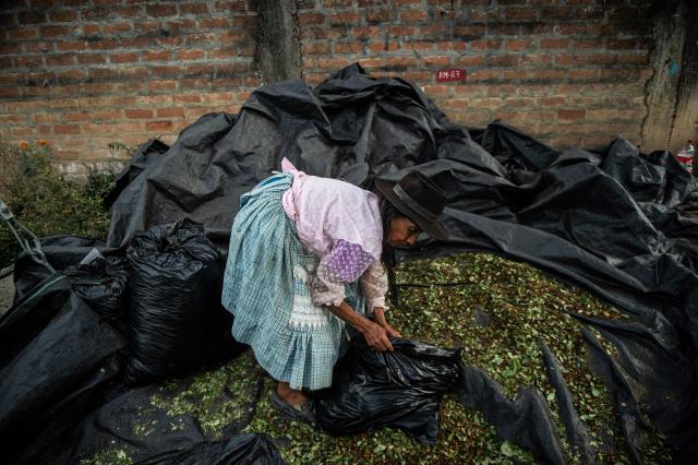 (FILES) A coca farmer works with coca leaves in Rosario district, Ayacucho department, Peru on September 19, 2021. With a record 35 candidates running in the upcoming presidential election on April 12, 2026, Peru—rich in mineral resources, renowned gastronomy, and invaluable archaeological heritage—has also long been affected by internal conflict involving the Shining Path and the Tupac Amaru Revolutionary Movement. Since 2016, the country has faced chronic political instability, marked by a succession of eight different heads of state. (Photo by ERNESTO BENAVIDES / AFP)