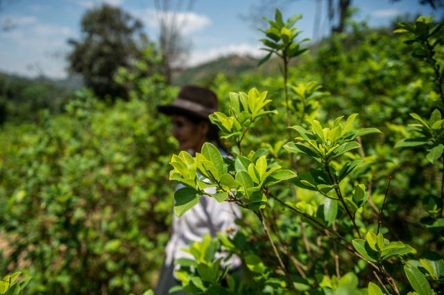 (FILES) Anjelica Lapa, 67, walks amid coca plants at her farm in Vizcatan del Ene, Junin departmen, Peru on September 18, 2021. With a record 35 candidates running in the upcoming presidential election on April 12, 2026, Peru—rich in mineral resources, renowned gastronomy, and invaluable archaeological heritage—has also long been affected by internal conflict involving the Shining Path and the Tupac Amaru Revolutionary Movement. Since 2016, the country has faced chronic political instability, marked by a succession of eight different heads of state. (Photo by ERNESTO BENAVIDES / AFP)