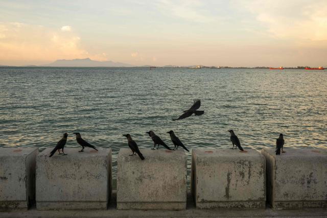 Crows gather at the shore in George Town on Malaysia's Penang Island on April 7, 2026. (Photo by Mohd RASFAN / AFP)