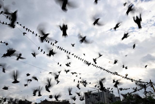 This slow-shutter photograph captures pigeons perched on electrical wires while others take flight amid the rain in the old quarters of Delhi on April 7, 2026. (Photo by Sajjad HUSSAIN / AFP)