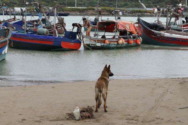 A dog watches the activities of fishermen from Chelihat, part of a traditional artisanal fishing community, in Chelihat, Kenitra region on April 7, 2026. (Photo by Abdel Majid BZIOUAT / AFP)