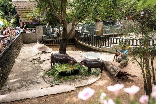 (FILES) Visitors watch as Moo Deng (R), a 1-year-old female pygmy hippo who became a viral internet sensation, eats birthday cake with her mother in their enclosure at Khao Kheow Open Zoo in Chonburi province on July 10, 2025. A Thai court has fined a man $300 after he broke into the enclosure of Moo Deng, an endangered baby pygmy hippo and internet sensation, the zoo director said April 8, 2026. (Photo by Chanakarn Laosarakham / AFP)
