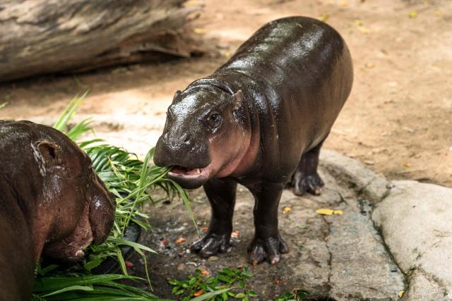 (FILES) Moo Deng (R), a 1-year-old female pygmy hippo who became a viral internet sensation, eats birthday cake with her mother at Khao Kheow Open Zoo in Chonburi province on July 10, 2025. A Thai court has fined a man $300 after he broke into the enclosure of Moo Deng, an endangered baby pygmy hippo and internet sensation, the zoo director said April 8, 2026. (Photo by Chanakarn Laosarakham / AFP)