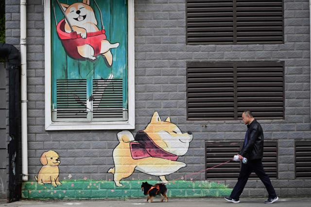A man walks his dog along a street in Shanghai on April 8, 2026. (Photo by Jade GAO / AFP)