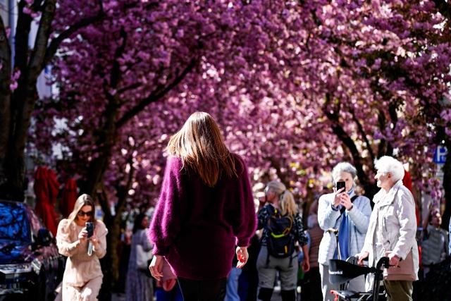 People take pictures under blooming cherry trees in the Heerstrasse in Bonn, western Germany on April 8, 2026. Every year, many people from around the world come to Germany’s former capital to see this natural event which developed to a popular tourist attraction in Europe. (Photo by Ina FASSBENDER / AFP)