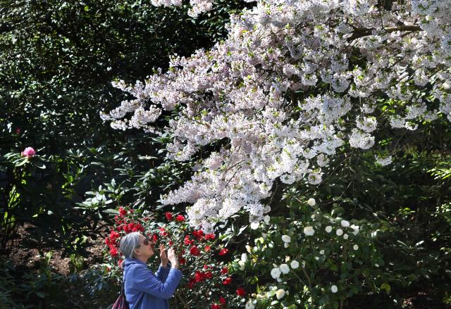A woman smells the flowers of blossoming trees on the German island of Mainau in Lake Constance, near the city of Konstanz, as the sun shines on April 8, 2026. (Photo by Karl-Josef Hildenbrand / AFP)