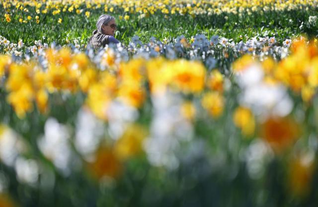 A visitor sits amid daffodils on the German island of Mainau in Lake Constance, near the city of Konstanz, as the sun shines on April 8, 2026. (Photo by Karl-Josef Hildenbrand / AFP)